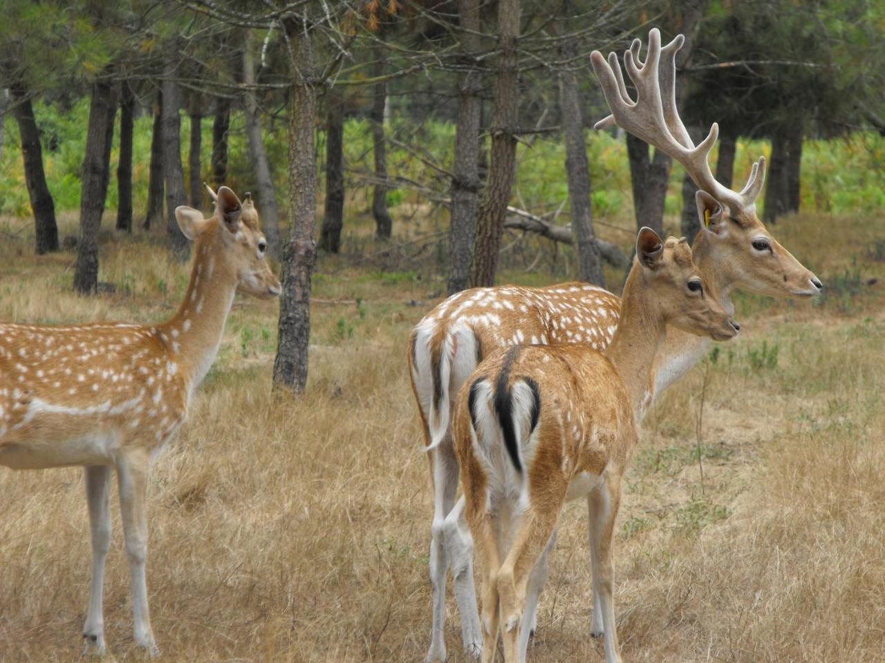 Cabane Des Cerfs Allons  外观 照片